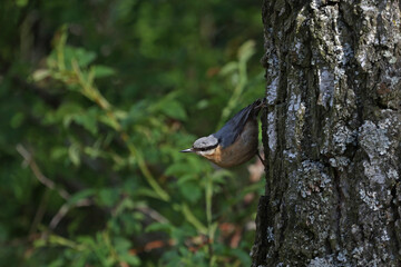 Eurasian Nuthatch sits on a birch trunk