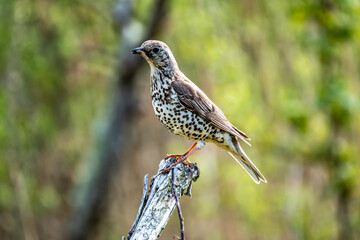 Song thrush catching leather jacket grubs from the meadow, turdus philomelos