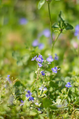 closeup of Myosotis or forget-me-not flowers, blurred meadow