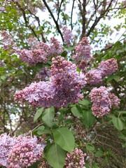 Flowers of lilac tree. Syringa.