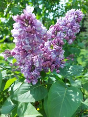 Flowers of lilac tree. Syringa.
