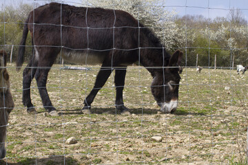 peaceful black donkey grazing with goat and springtime tree background