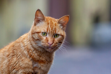 Fototapeta na wymiar Portrait of cute cat with green eyes 