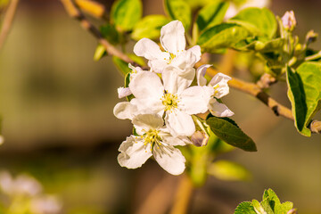 Beautiful flowering apple tree close up, white buds