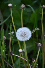 dandelion head