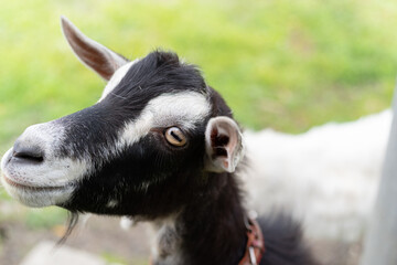可愛いヤギ