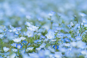 青い花　ネモフィラ