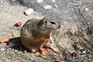 prairie dog eating