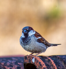 Closeup shot of a beautiful sparrow sitting