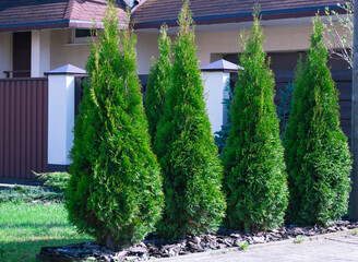 Beautiful Thuja trees on the background of a lowbuilding.  Lined tree backyard. white cedar (Thuja occidentalis 'Smaragd') 