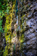 Natural summer background