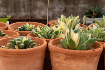 haworthia variegated