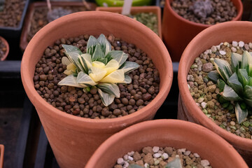 haworthia variegated