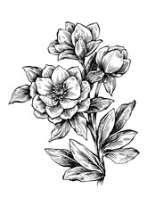 Bouquet of roses. Graphic illustration isolated on white background. Hand drawn ink and pen drawing.	