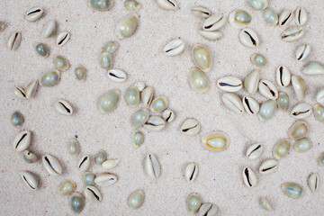 Seashells on white sand close up