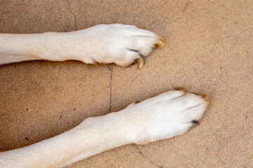 dog paws with long nails