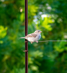 Closeup shot of a beautiful sparrow sitting on a