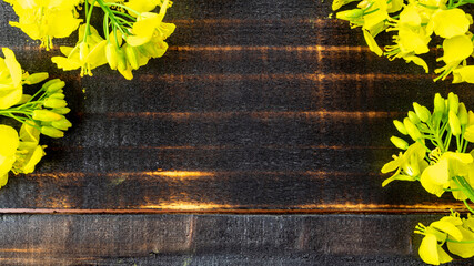 Rapeseed flower. Yellow rape flowers for healthy food oil on wooden background. Rapeseed plant,...