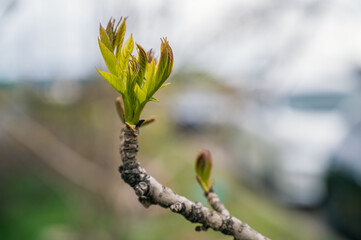 Green buds in spring. Selective focus with shallow depth of field.
