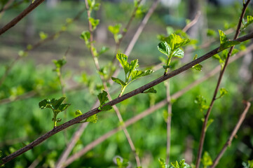 Green buds in spring. Selective focus with shallow depth of field.
