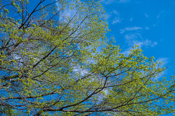 In summer forest. Natural background.