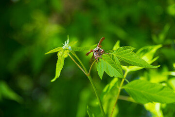 Cockchafer Melolontha May Beetle Bug, Insect macro portrait