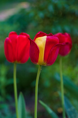 Red and yellow tulip in springtime