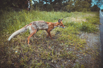 the girl in pripyat feeds the Chernobyl fox with a sandwich, the consequences of the disaster