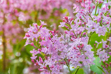 Lilac bush  flowers in the garden, spring time. Selective focus