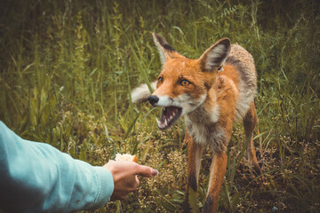 the girl in pripyat feeds the Chernobyl fox with a sandwich, the consequences of the disaster