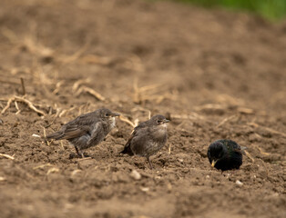 small nestlings starlings on their first trip to the field
