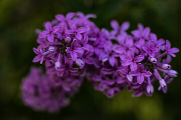 flowers in the garden