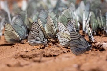 Black-veined White,Aporia crataegi, turkısh name alıç kelebeği