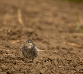 small nestlings starlings on their first trip to the field