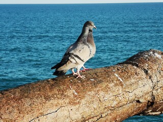 paloma, cañon, paz, mar, azul, sitges, emblematico, fondo, fondo escritorio, oxido, hierro, castillo, guerra, foto