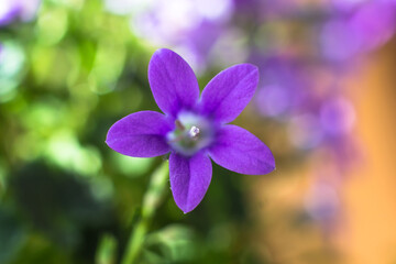 Flowers of the house plant Campanula close-up