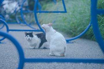 雨の朝のあくび
