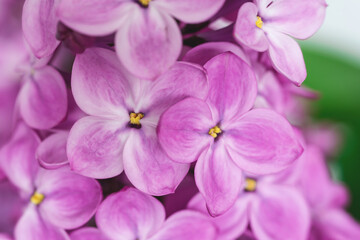 Fototapeta na wymiar Beautiful pink lilac background. Blooming spring flowers wallpaper. Gentle seasonal floral macro photo. Copy space. 