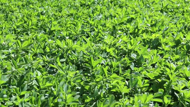 Green field of lucerne (Medicago sativa). Field of alfalfa in springtime. Fresh grass growing.