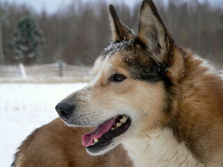 West Siberian Laika