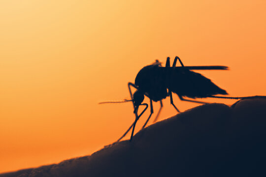 mosquito on the human skin