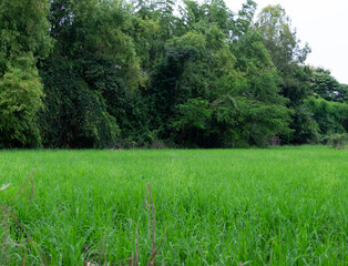 Obraz premium cornfield