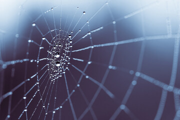 Spider Web in the morning