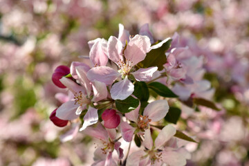 apple tree branch with spring blossoms