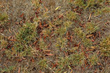 dead grass and leaves