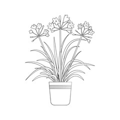 Line art black tropical potted house plant agapanthus isolated on white background. Stock vector illustration.
