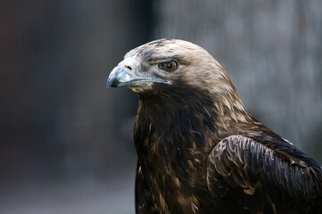 
Head of a bird of prey close-up. Burial ground the Hawk squad