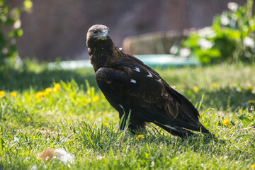 A large bird of prey in the zoo. The burial ground of the hawk squad.