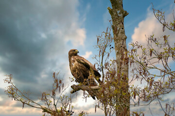 Impressive buzzard, buteo buteo, sitting on a branch in the spring with copy space. Dominant bird...