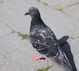 urban pigeon in the European city square looking for bread crumbs
